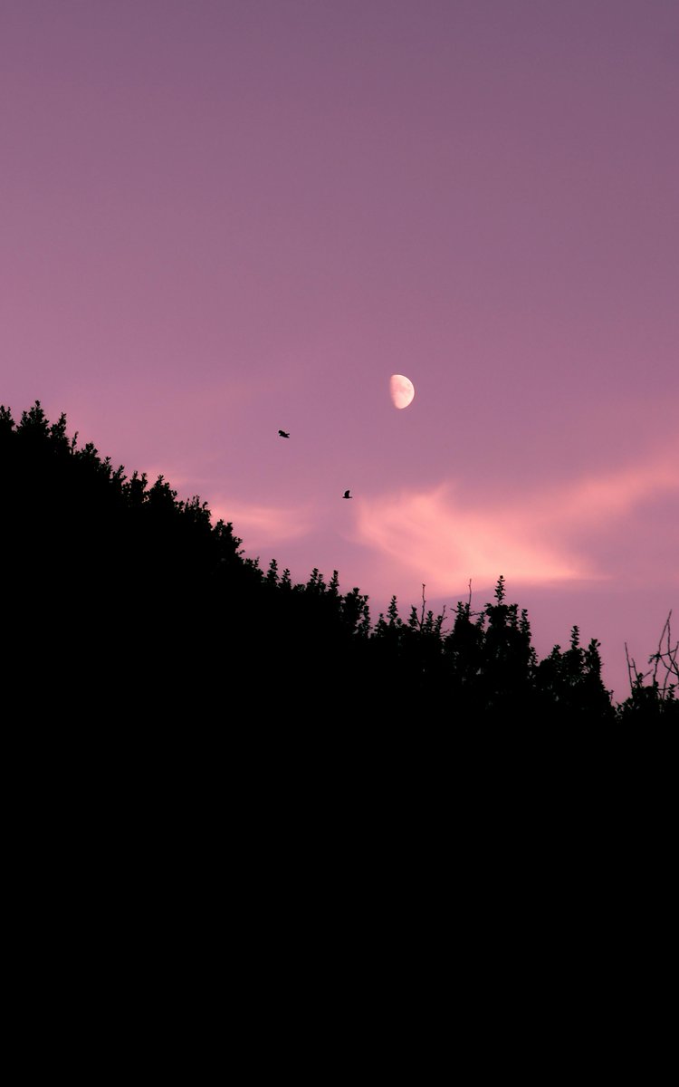 gardenofcolours's tweet image. 