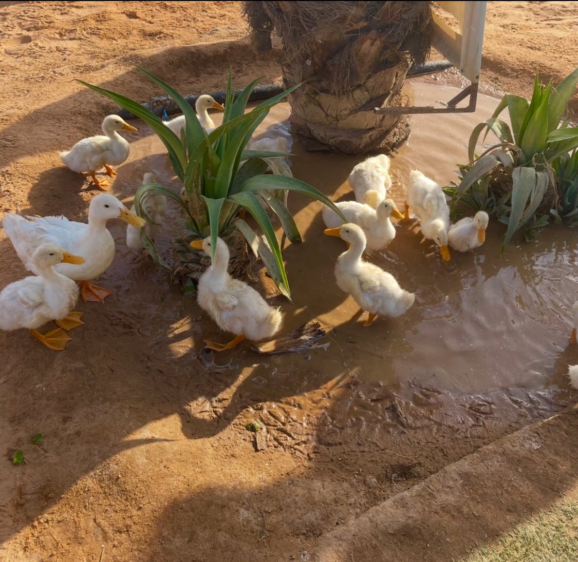 _ جمال ارياف #القصيم …

#عنيزة🍃..