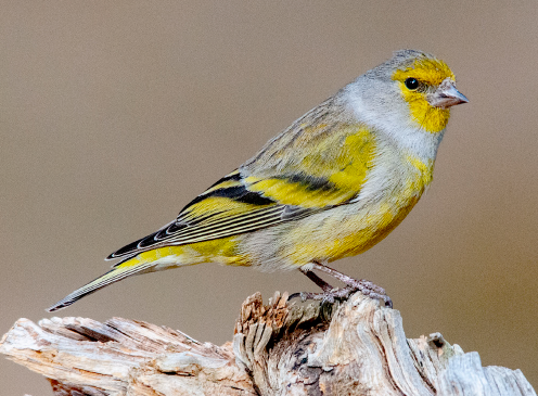 Juan Carlos Senar tweet media