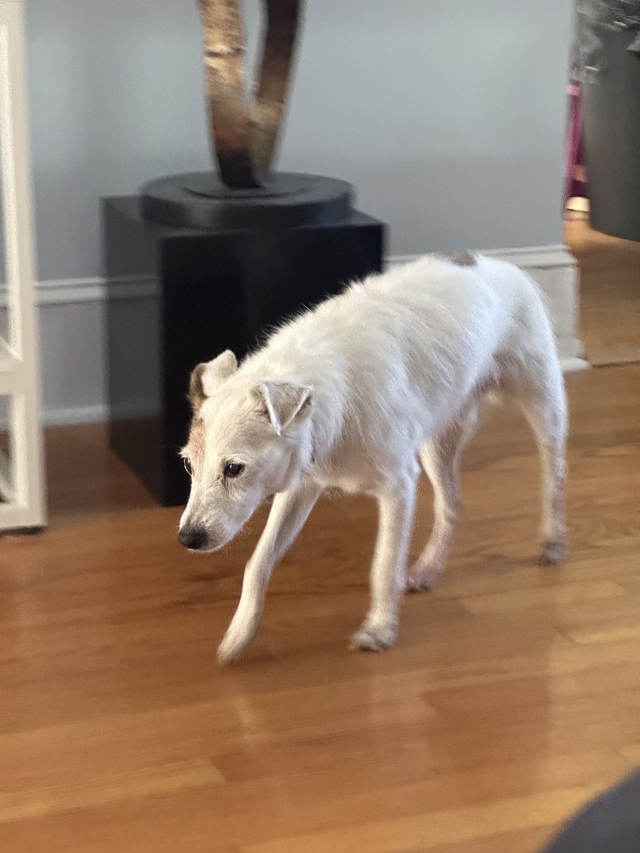 17 years and still going strong. Jack Russell’s are forever .