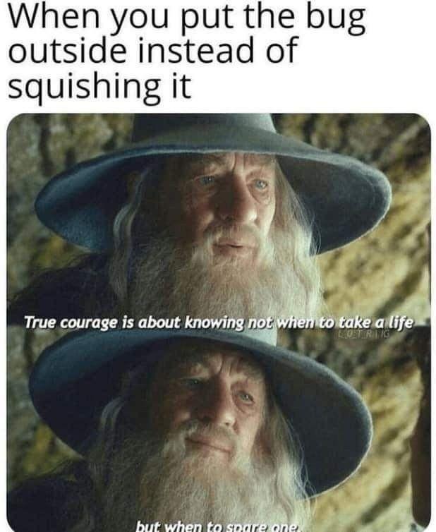 Lord of the Rings Daily (@lotr_daily_) on Twitter photo 