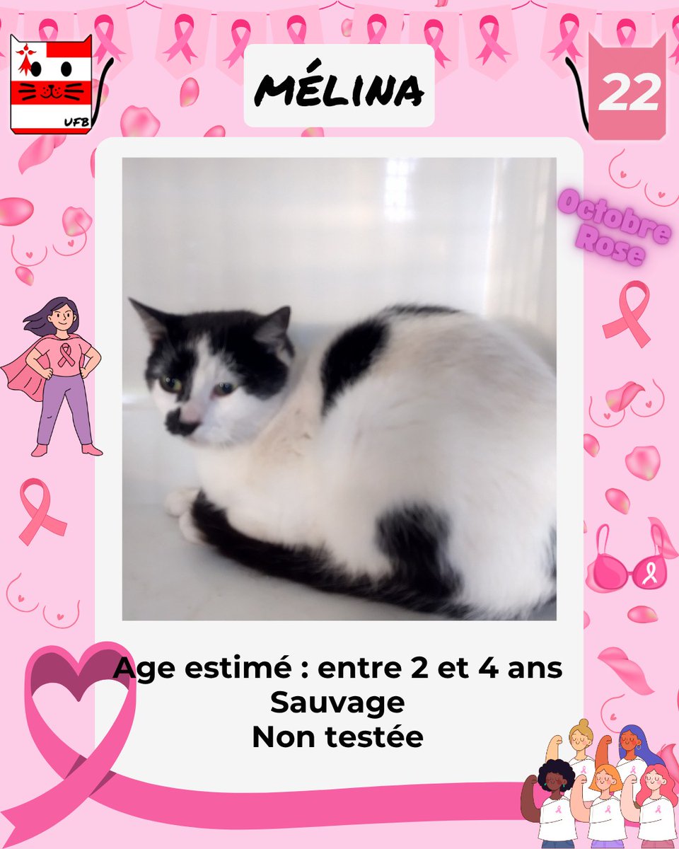 En Fourrière en Bretagne dans le dépt 22  
car j'ai été trappée, non identifiée.    
Je suis à ADOPTER pour me sortir de cette fourrière, 
mais avant le 17/10/2025     
Pour Renseignements:  
 faire message à Urgences Fourrières de Bretagne  
Lien⤵️ facebook.com/urgencesfourri…