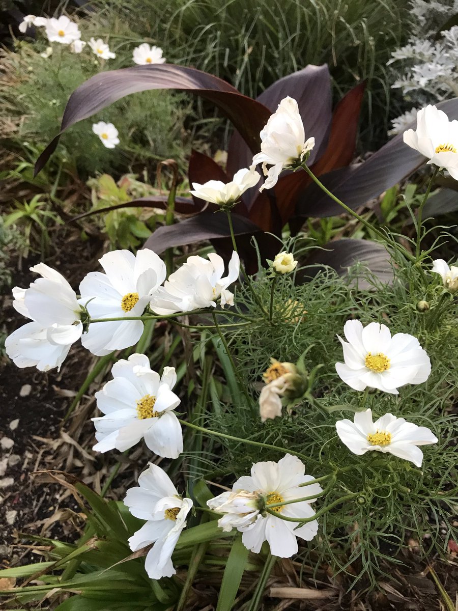 PygmyCreative's tweet image. I think the Cosmos is now looking the best it has this year. The Cannas in the background will stay out until the frost arrives #GardensHour