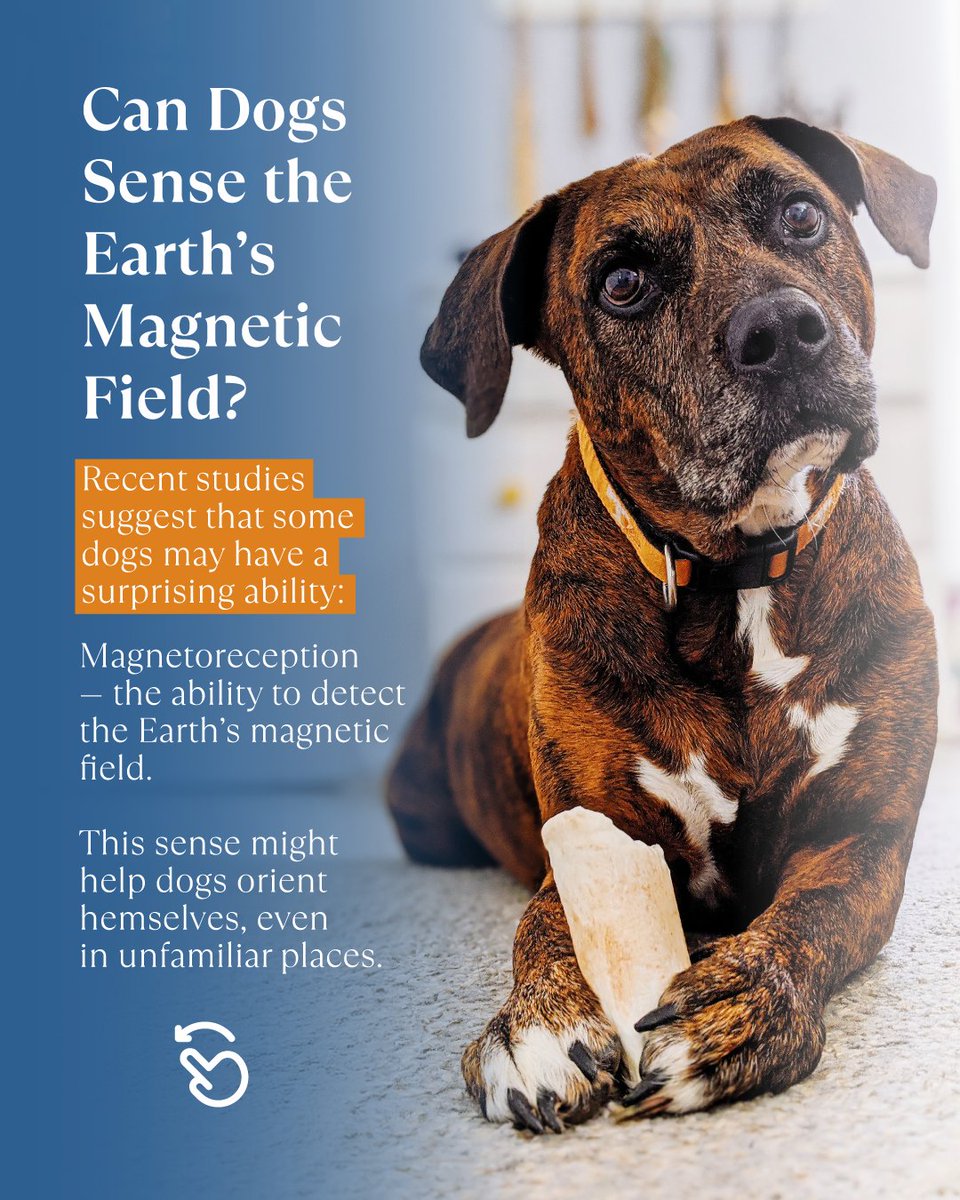 ClupetJournal's tweet image. Did you know your dog might have an internal compass?
Research shows that some dogs can sense the Earth’s magnetic field and use it to navigate their surroundings.

#CluPet #CluPetJournal #PetScience #DogBehavior #Magnetoreception #PetEducation #PetCommunity