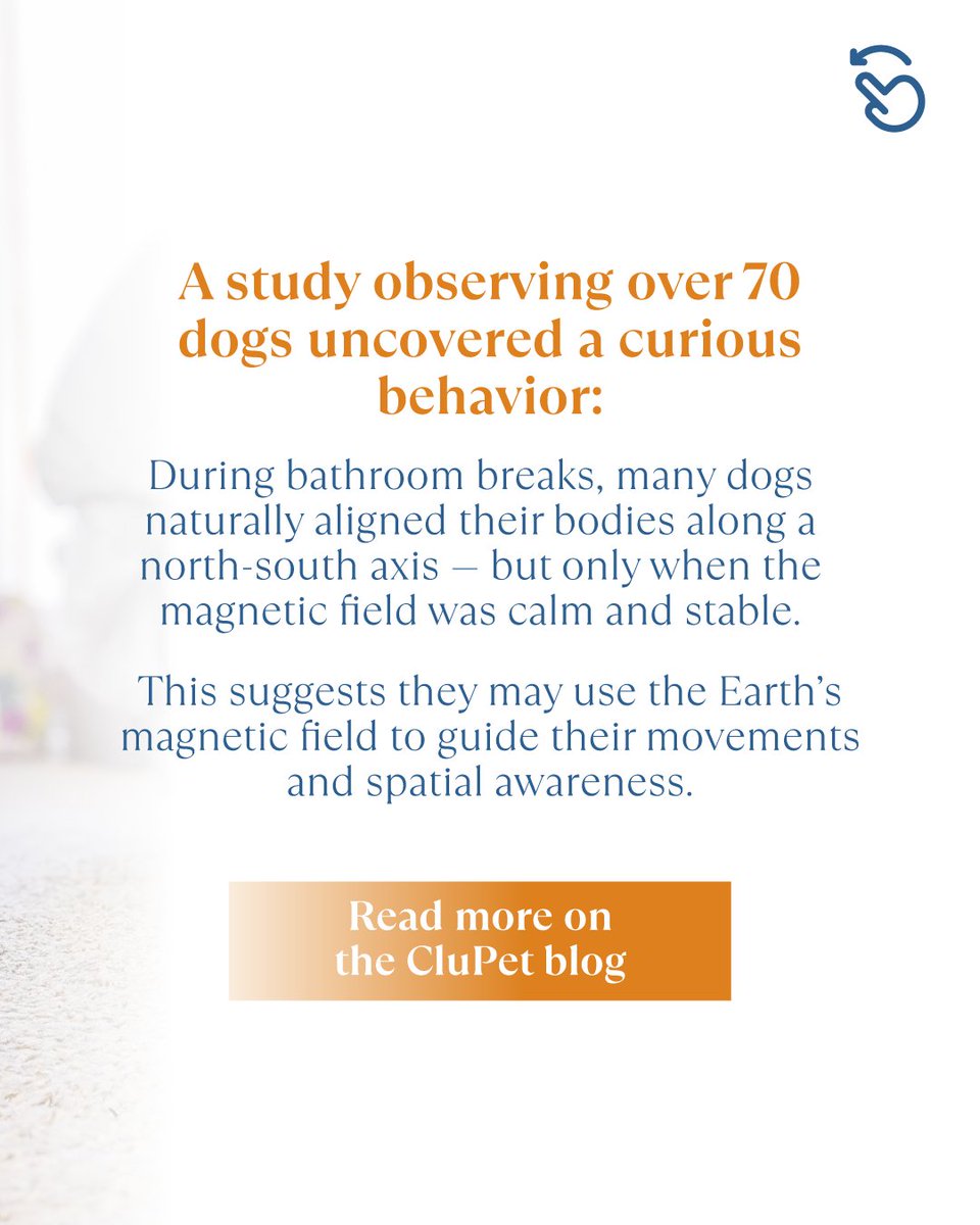 ClupetJournal's tweet image. Did you know your dog might have an internal compass?
Research shows that some dogs can sense the Earth’s magnetic field and use it to navigate their surroundings.

#CluPet #CluPetJournal #PetScience #DogBehavior #Magnetoreception #PetEducation #PetCommunity