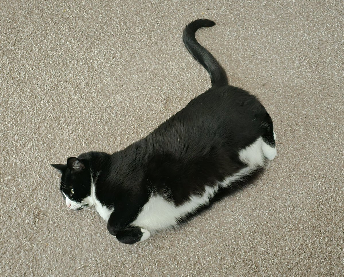 KamexVGM's tweet image. Hes loafing sideways