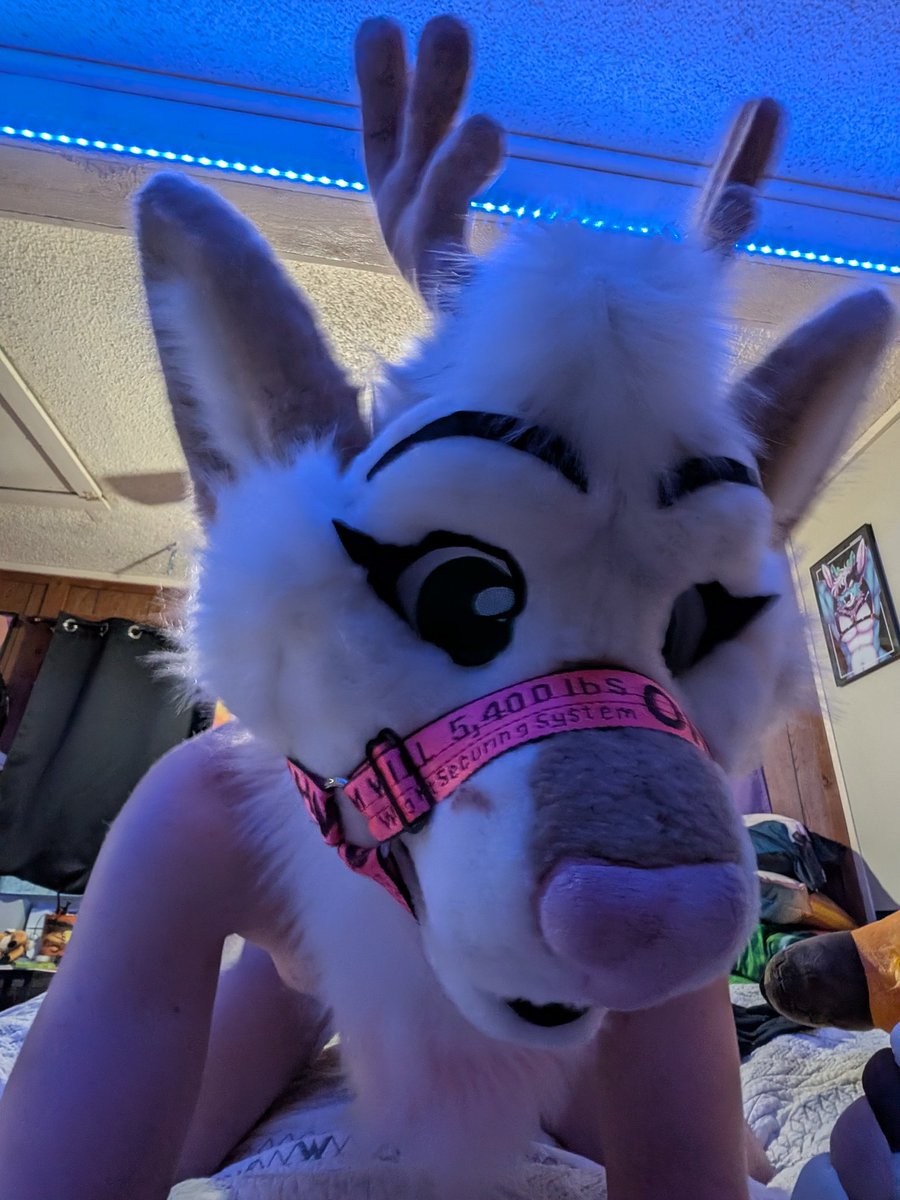RoxyDeerAD's tweet photo. Who wants to have some playtime?~ https://t.co/IQZlouqTKc
