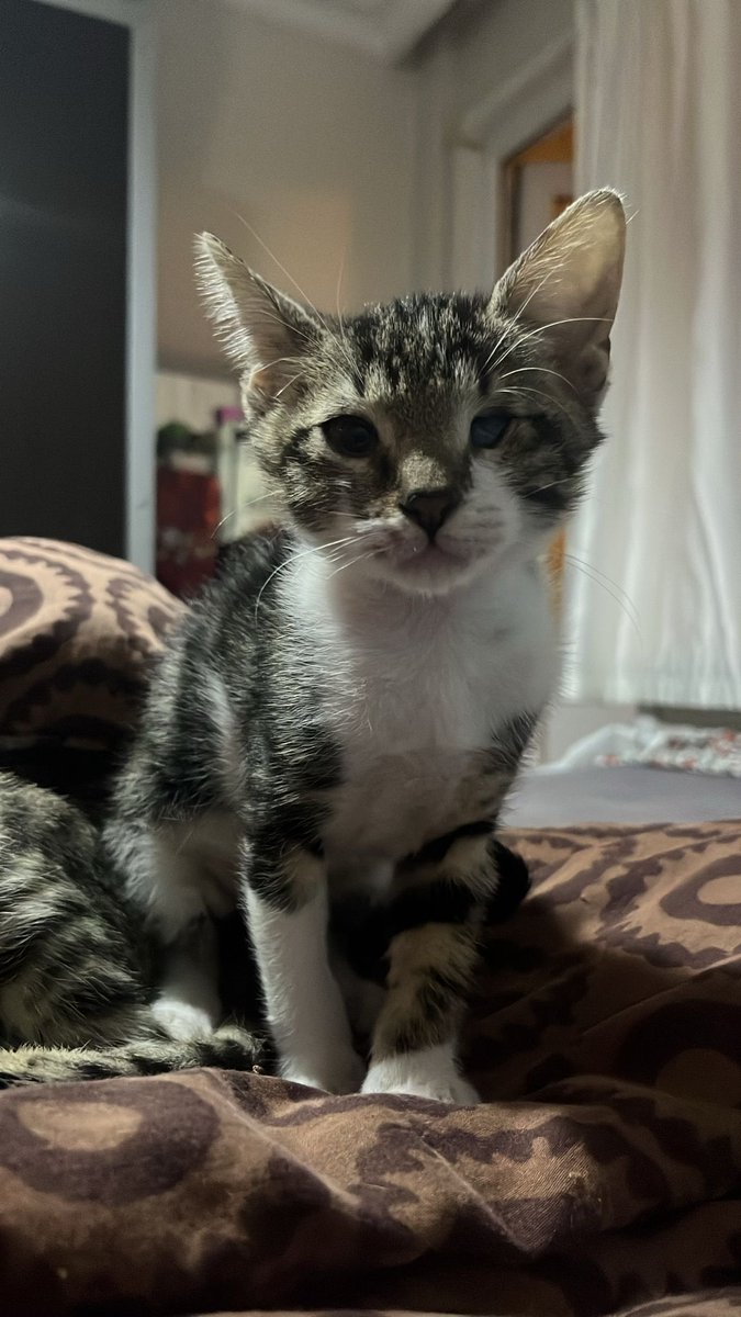 Sokakta gördüm gözünde bir terslik fatkettim dokunduğum an korneası elime geldi , hekim kurumuş dedi göz bu halde tek göz ile sokakta yapamaz acil yuva 
Dişi 2,5 aylık civarı  
İstanbul 
0551 119 34 68