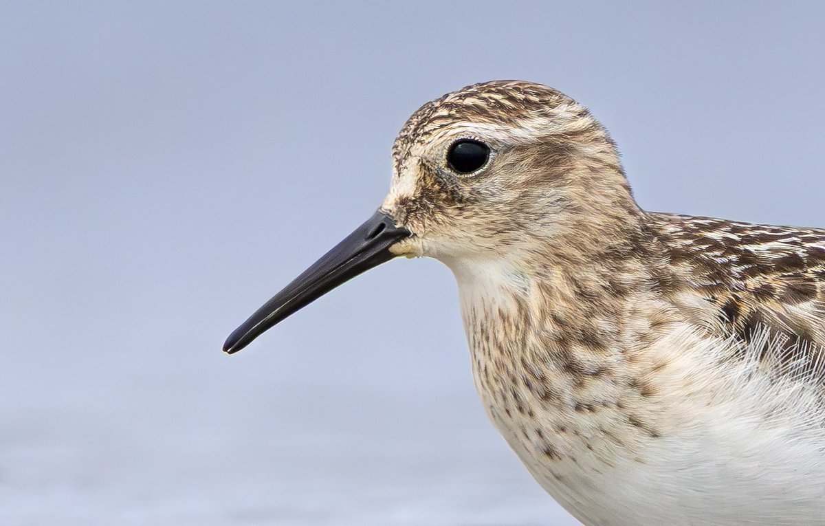 Baird’s Sandpiper close-ups from Rutland Water, just because I can