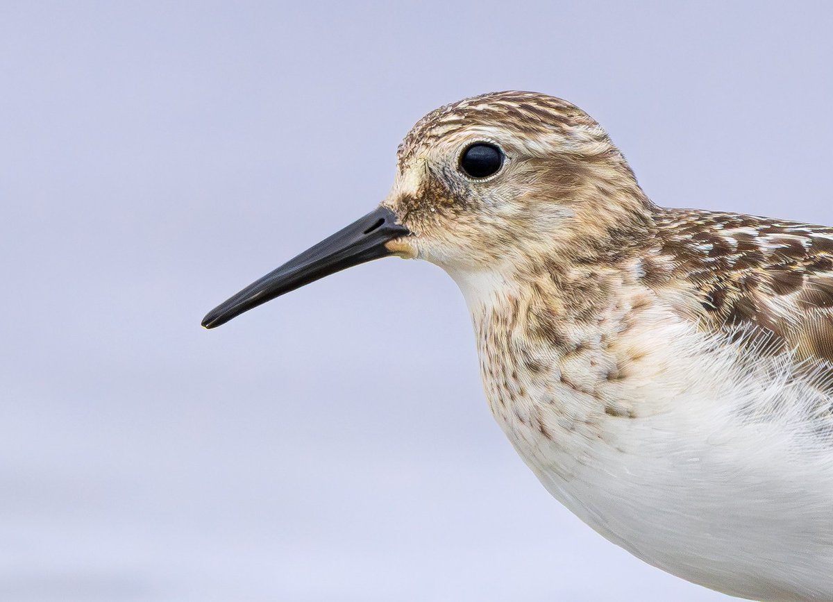 miles_cluff's tweet image. Baird’s Sandpiper close-ups from Rutland Water, just because I can