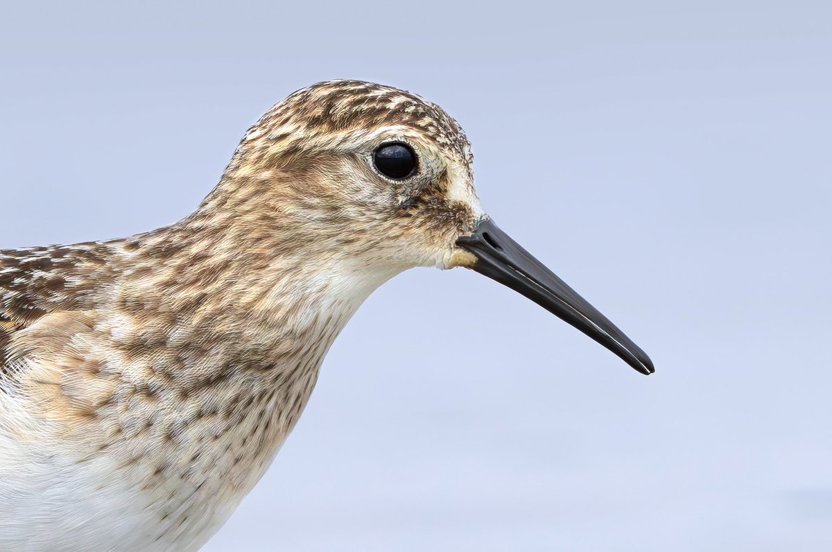 miles_cluff's tweet image. Baird’s Sandpiper close-ups from Rutland Water, just because I can