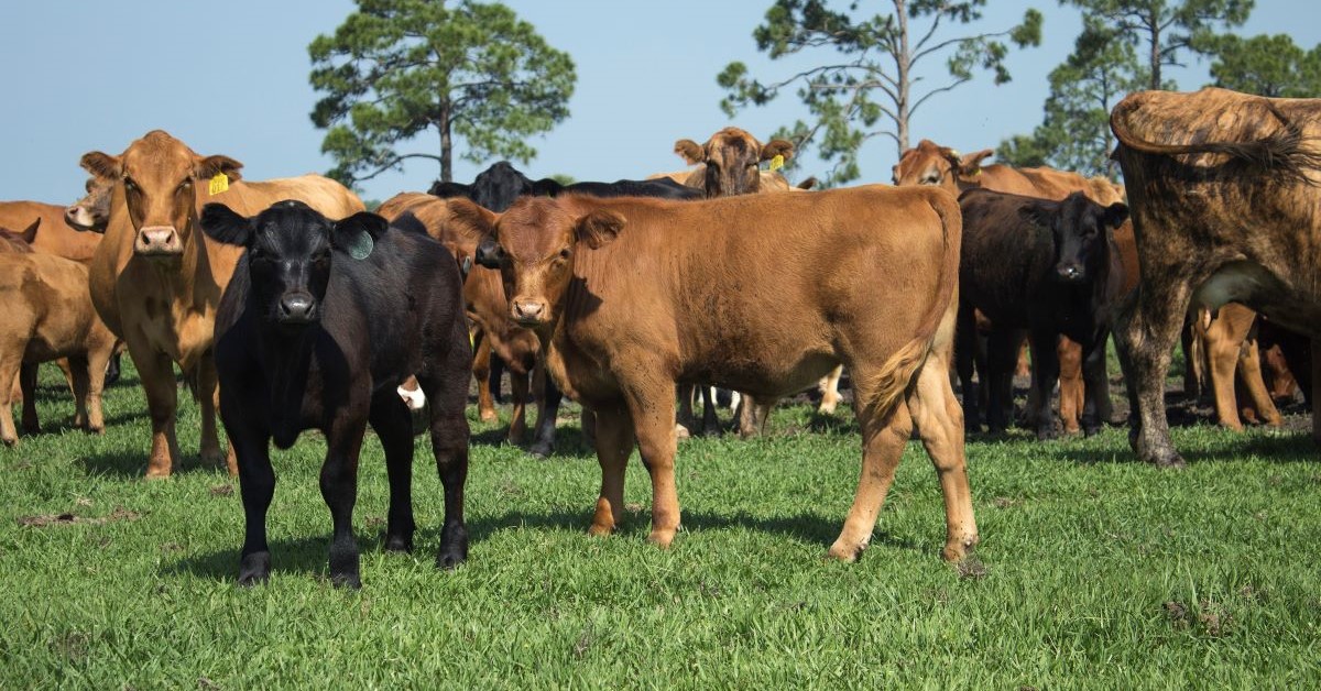 📈Is this the year to background your calves?

With strong cattle markets &amp; favorable feed prices, there’s never been a better time to consider it.

Producers could see strong returns, even after factoring in feed, vet, &amp; risk protection costs.💡 

👉 bit.ly/hfbackgroundin…