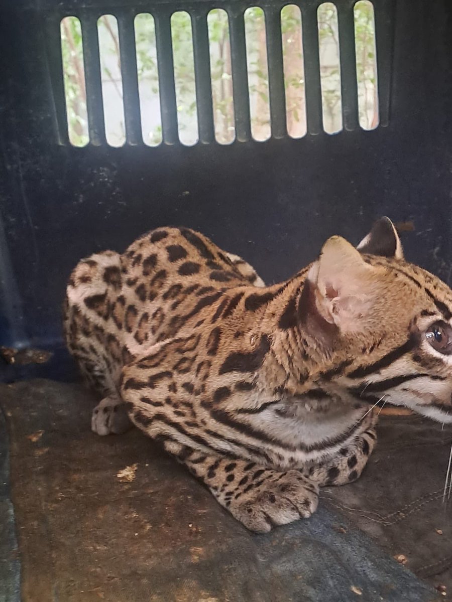 dadsasm2024's tweet photo. Nuestro equipo de rescate de fauna silvestre atendió el llamado de habitantes del sector de Brisas del Nevado por la presencia de un Leopardos pardalis, conocido como Ocelote o Tigrillo. 🚒

El felino recibió valoración médica en el CAVFS donde es atendido por profesionales. 🐯 https://t.co/QzVuxDpqSY
