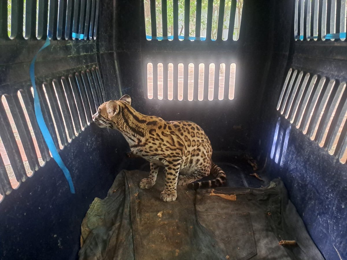dadsasm2024's tweet photo. Nuestro equipo de rescate de fauna silvestre atendió el llamado de habitantes del sector de Brisas del Nevado por la presencia de un Leopardos pardalis, conocido como Ocelote o Tigrillo. 🚒

El felino recibió valoración médica en el CAVFS donde es atendido por profesionales. 🐯 https://t.co/QzVuxDpqSY