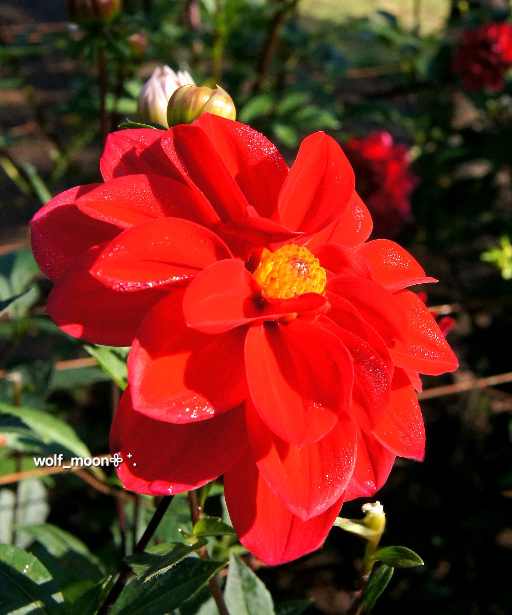 流*》様 ❤️開花株❤️タグ付き☘️スペシャル☘️ 468⭐️極上レアパステルぼ wolf_moon(土・日お休みします) on X: 