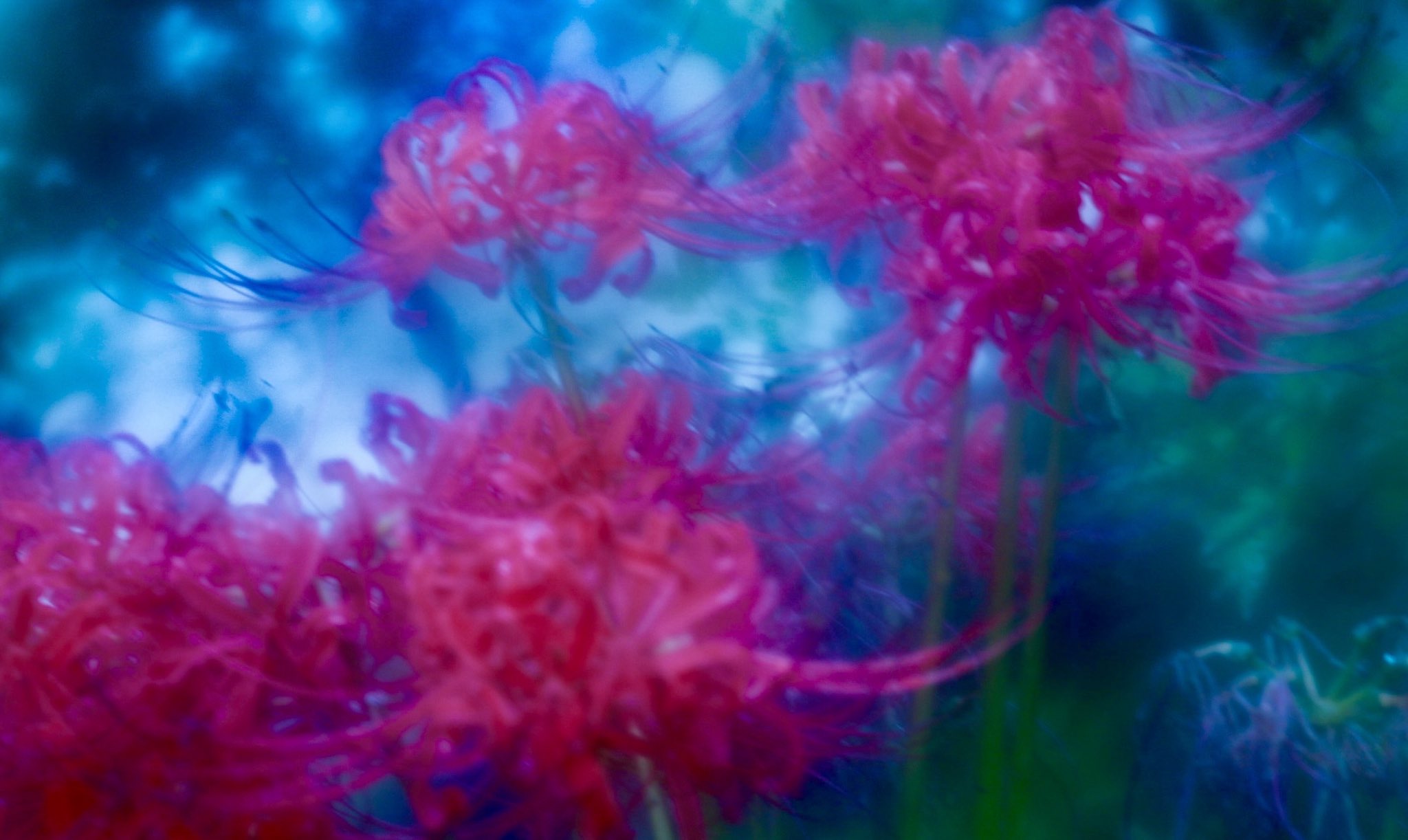 シンベリン on X: 