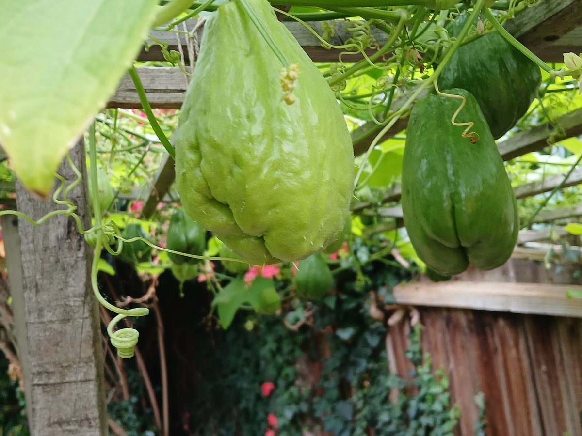 Jadeatall1's tweet photo. #GardensHour I visited my friend's garden this week and was impressed by her exotic plants ! I also have loquat tree in flower buds, really pleased https://t.co/3u2r7ObzVK