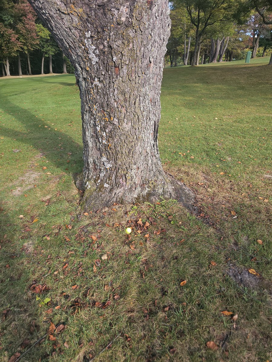 Brian T Cairns PGA tweet media