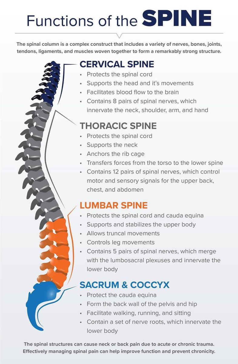 👨🏻‍⚕️ بوستر طبي جميل يوضح وظيفة كل فقرة من فقرات العمود الفقري لجسم الإنسان 👌

1️⃣ Cervical Spine
2️⃣ Thoracic Spine
3️⃣ Lumber Spine
4️⃣ Sacrum &amp; Coccyx
