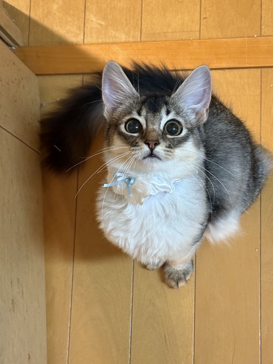 ミロからおはようございます♪
大分涼しくなりましたね
仔猫の睡眠時間調べても寝ません🐱
どなたか教えていただきたいなー
良く食べていっぱい遊びますが🐱

今日もよろしくお願いいたします✨

#ソマリ
#ソマリブラックシルバー
#仔猫のいる暮らし