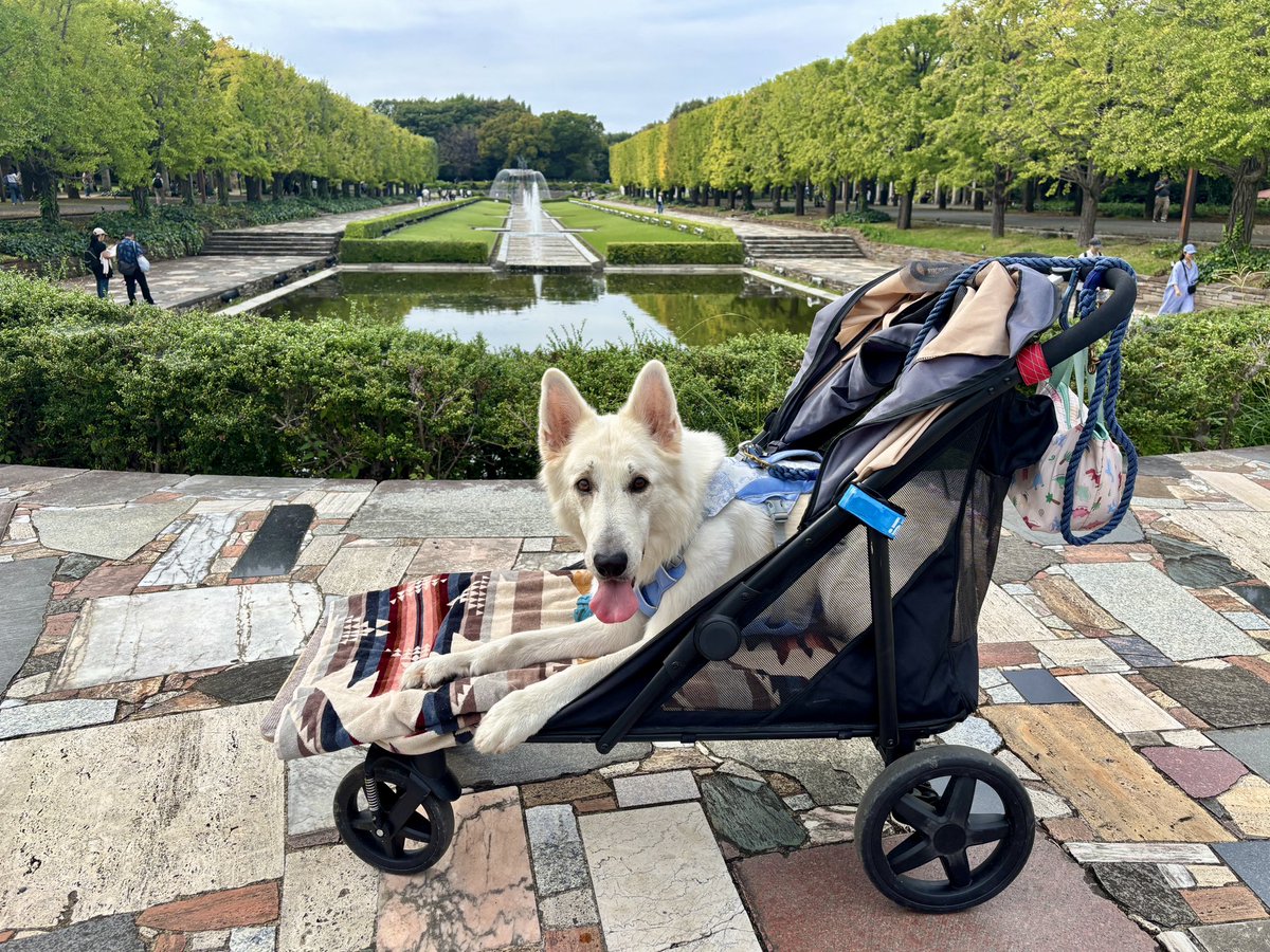 kainehenalu's tweet image. カート散歩わんこからのお願い🙇♀️
🐶勝手に触らないでください
→体調が悪いのでカート散歩しています。疲れやすく、痛みのある場所や、手で触れて刺激してほしくない腫瘍があります。
🐶進路を塞いでのぞきこんだり、犬を近づけないでください
→カートだと逃げ場がないので、そっとしておいてください