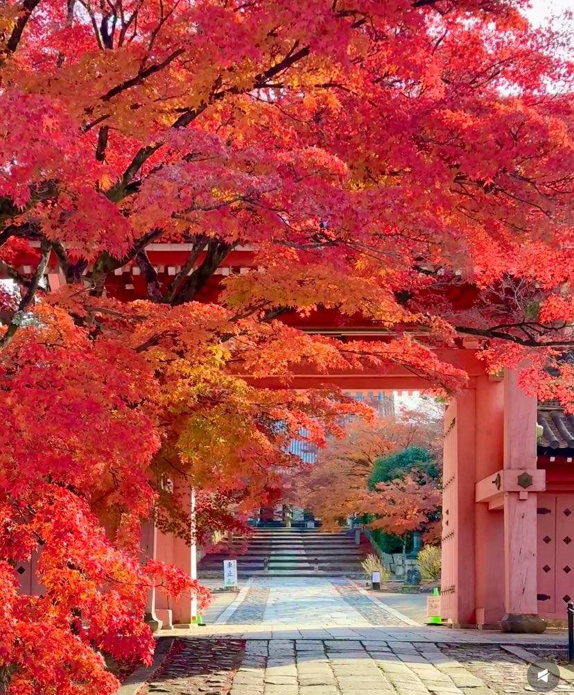 風景画 風景画 熊谷桜堤」 by 山田太郎｜Artmeter｜暮らしを彩るアート