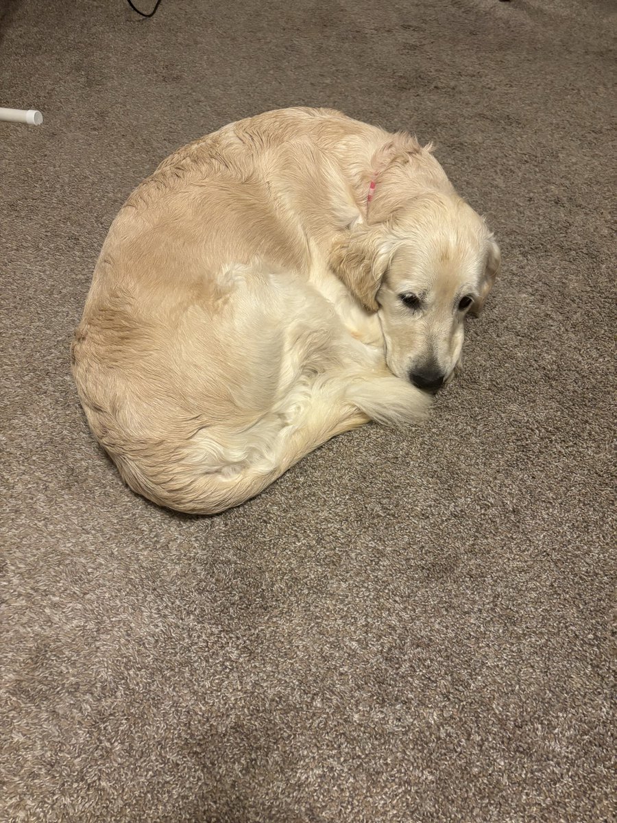 As is tradition, a dog picture after each Bills loss.

You are welcome to join me in the replies if you choose.