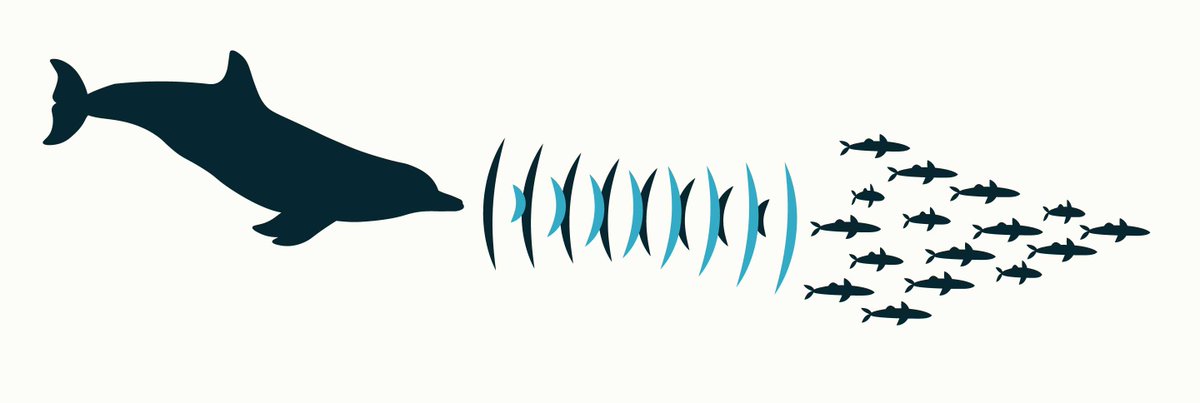 Encyclopedia_X's tweet image. Dolphin superpower! 🐬🔊 Echolocation = biological sonar that reveals object distance, size, shape &amp;amp; even internal structure. Nature&apos;s precision technology!

Explore:
encyclopedia.pub/entry/59132

#MarineBiology #Dolphins #Echolocation #AnimalBehavior #Bioacoustics #OceanScience