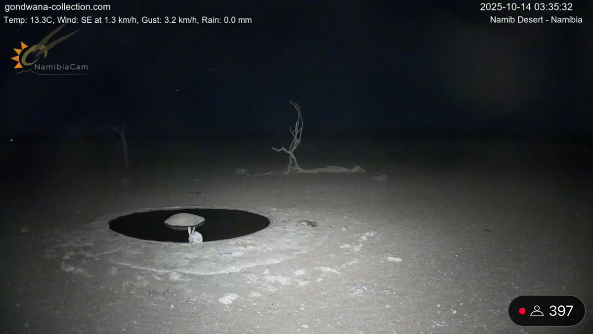 何ヶ月ぶりかにうさぎ見れた🐇😭

ナミブ砂漠
#ナミブ砂漠