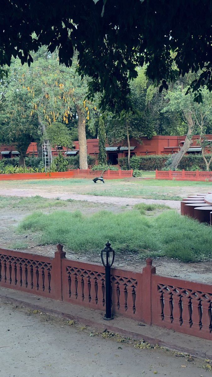 neha_basic's tweet image. Autumn Morning, Peacock Dancing!
First ray of sunrise embraces your true colours, just like peacock’s feathers! 🌞🦚🌱