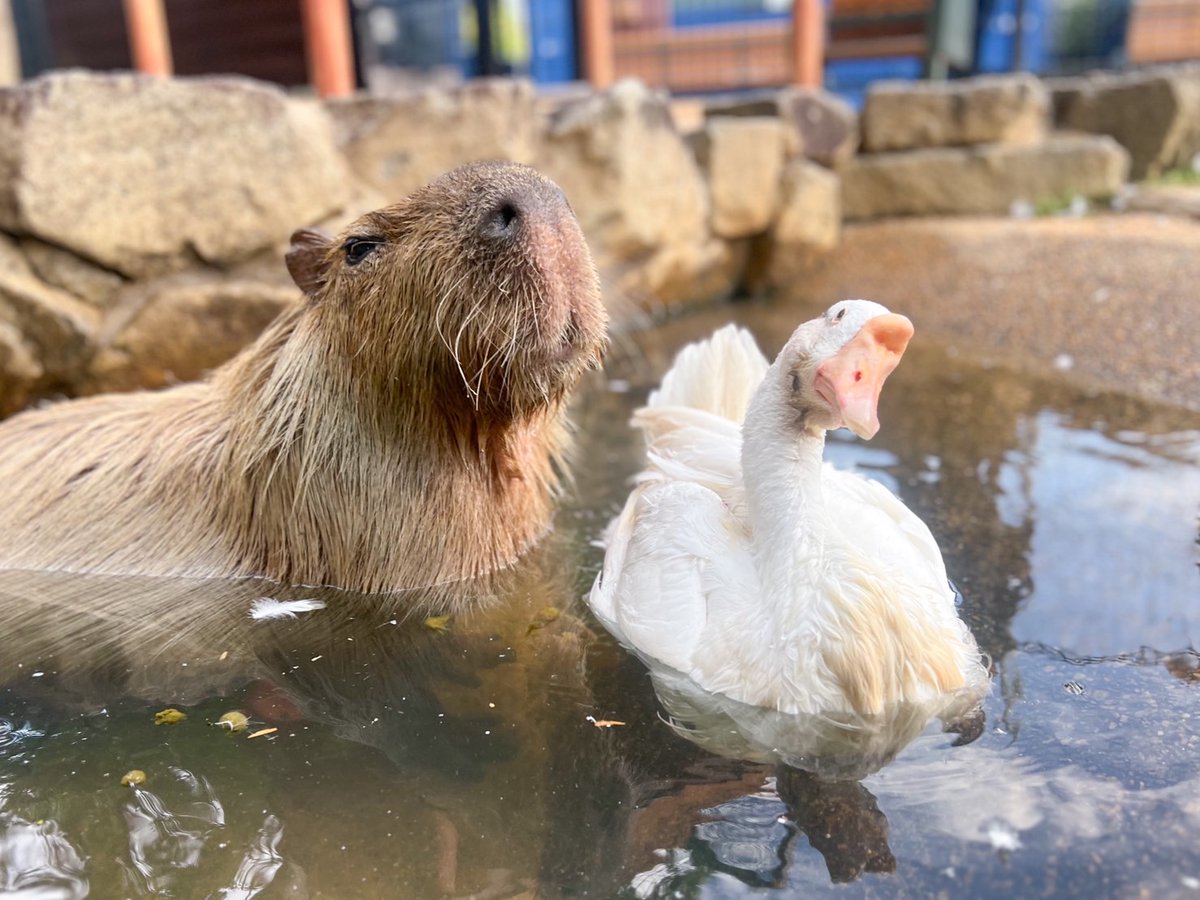 仲良しなカピバラのパピコとガチョウのおばあちゃん♪ 動物種が違っ