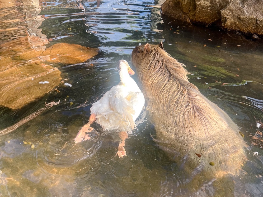 仲良しなカピバラのパピコとガチョウのおばあちゃん♪
動物種が違っていても動物それぞれの性格によって相性があるようで、ふれあい広場では違う種類の動物同士がこんな風になんとなくいつも近くにいたり仲良くしている場面を時々見ます (*^_^*)♡
#ふれあい広場　＃王子動物園