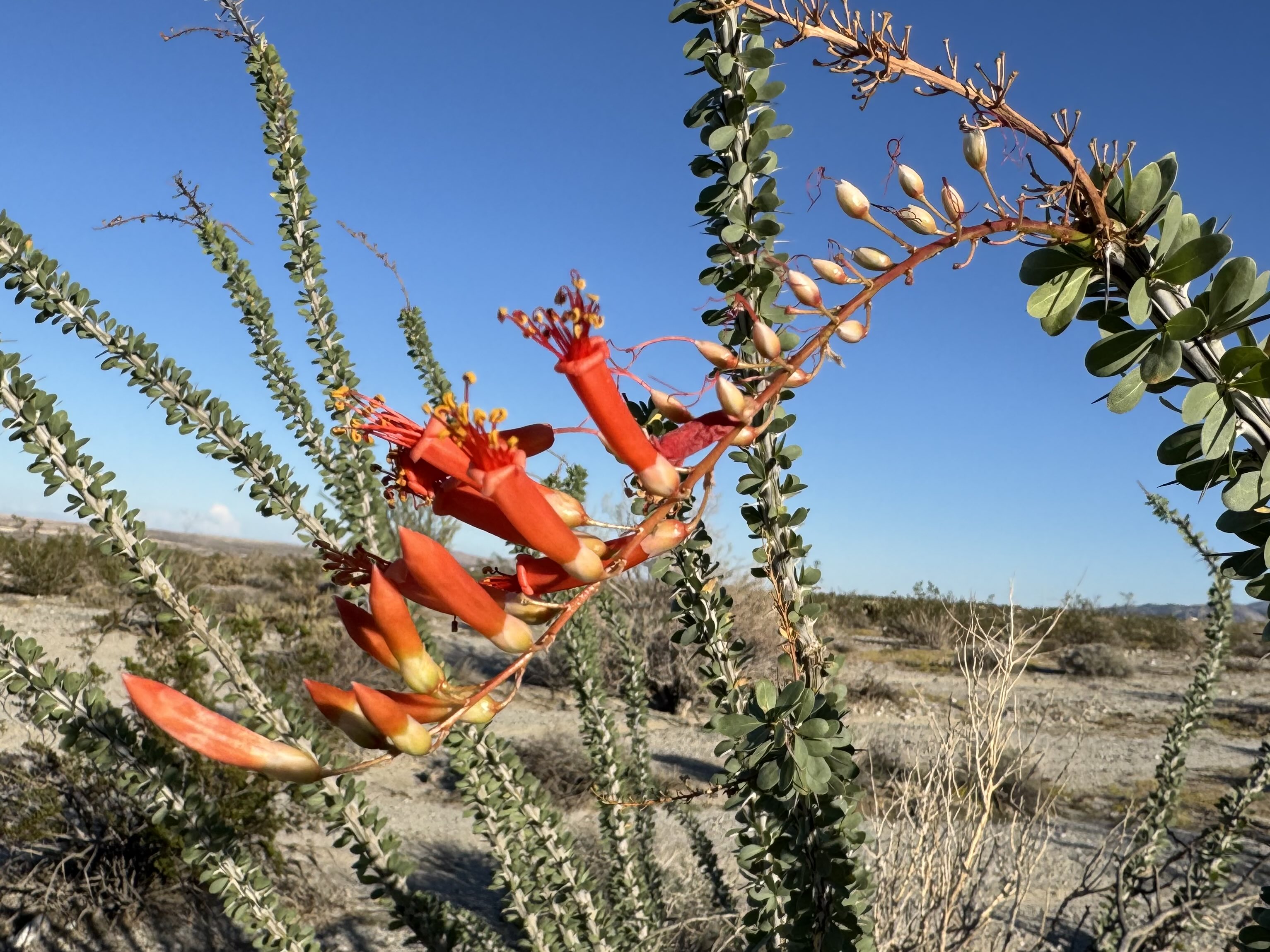 珊瑚翡翠　梅 Stream IRIS OUT(KoIsh1 Remix) by KoIsh1 | Listen online for