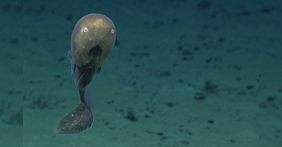 【激レア映像】南太平洋で「カオナシ深海魚」の撮影に成功
nazology.kusuguru.co.jp/archives/186463

南太平洋・クック諸島の近海で、カオナシ深海魚の生きた姿が撮影されました。本種は深海4000m級の暗闇に棲むため、進化の過程で、顔そのものが退化しました。実際の映像は記事内で。