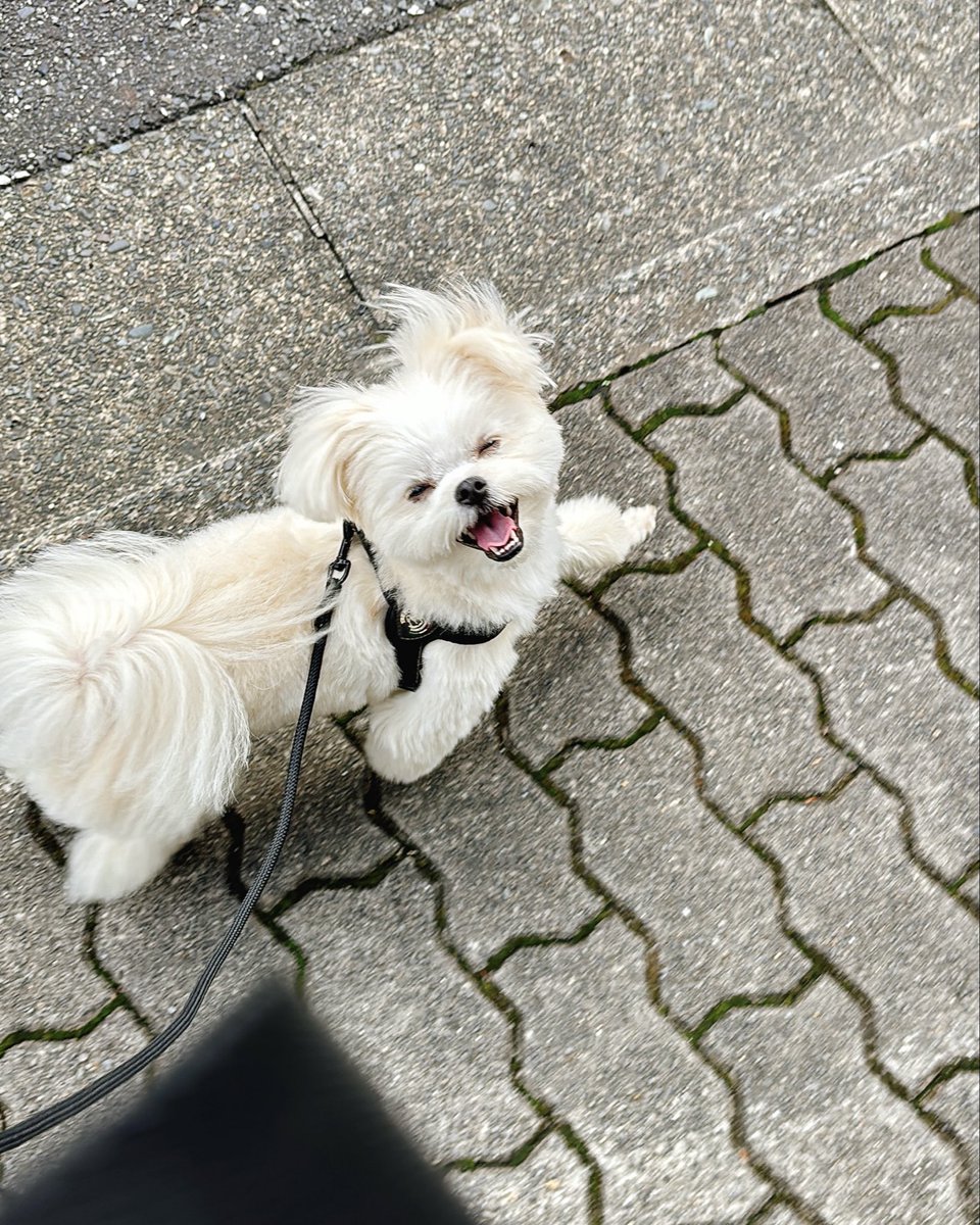 okomeisgoodgirl's tweet photo. パーカー脱がしたらニコニコで歩き出した犬
そんな嫌だったんだ… https://t.co/MYHIKq3UB6