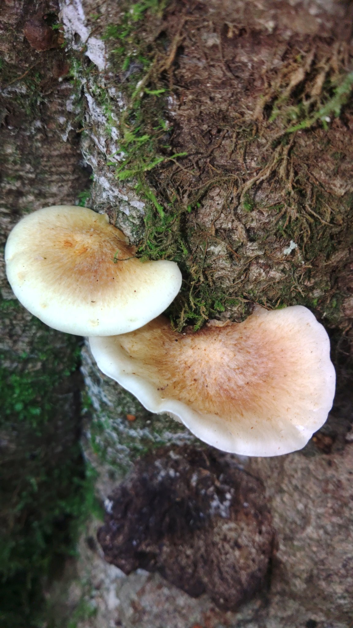 キノコ♡ ガーデンライト キノコ 6個セット 通販 ソーラーライト