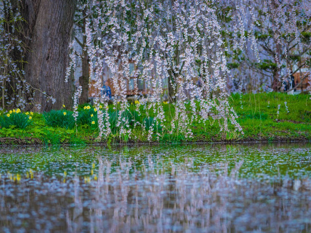 ⋆.·★ ℱₗₒᵣₐ ★·.⋆ (@_pix3lpixi3) on Twitter photo 