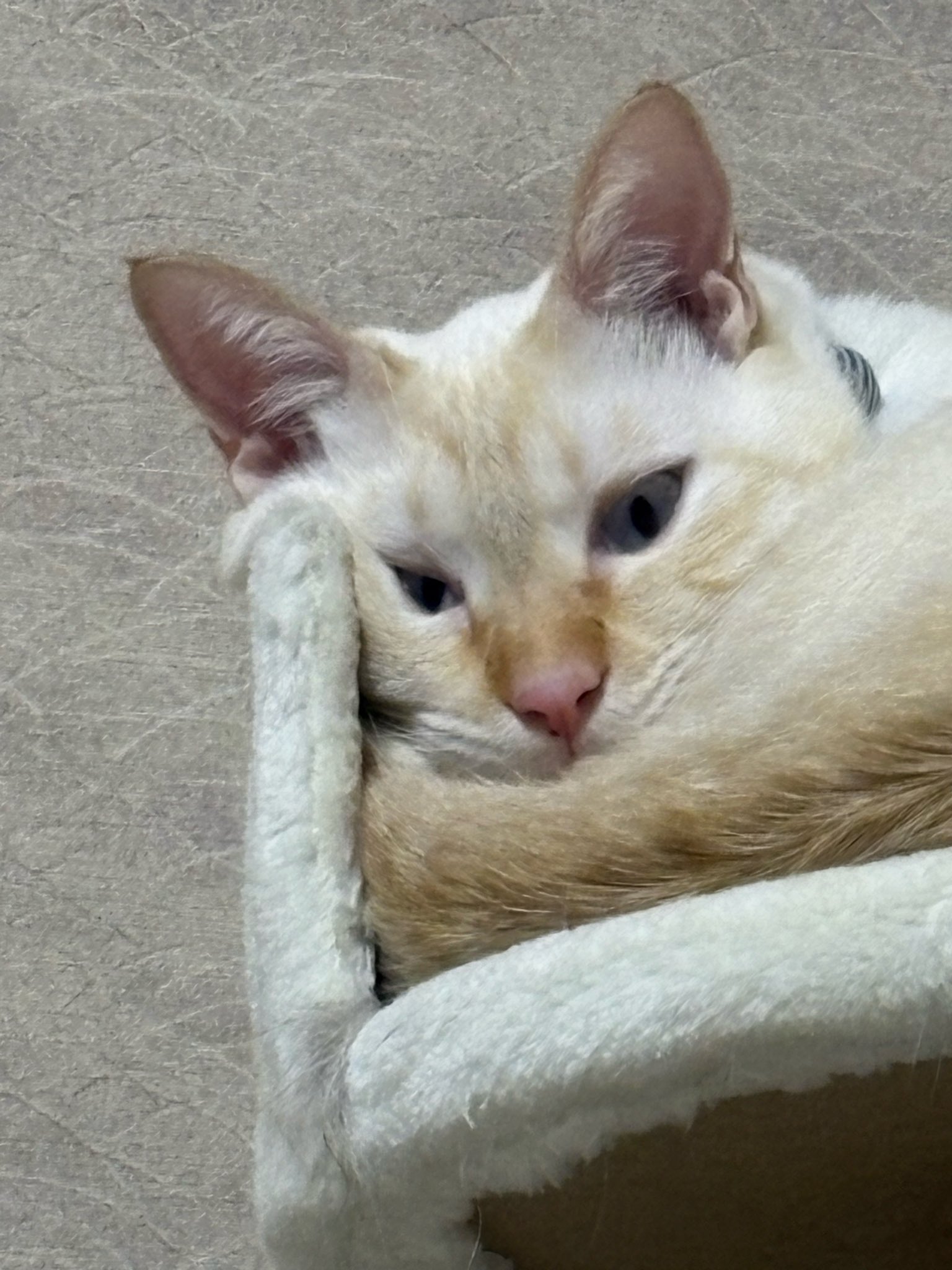 はむねこさま確認ページ♡ ONEKOSAMA OINUSAMA 猫 トイレ 大型 深型 大容量 隠す 猫トイレ