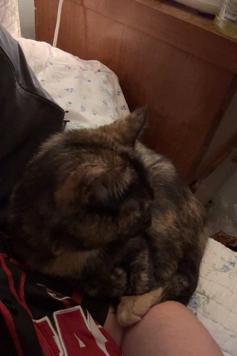 NotFGems's tweet image. kitten