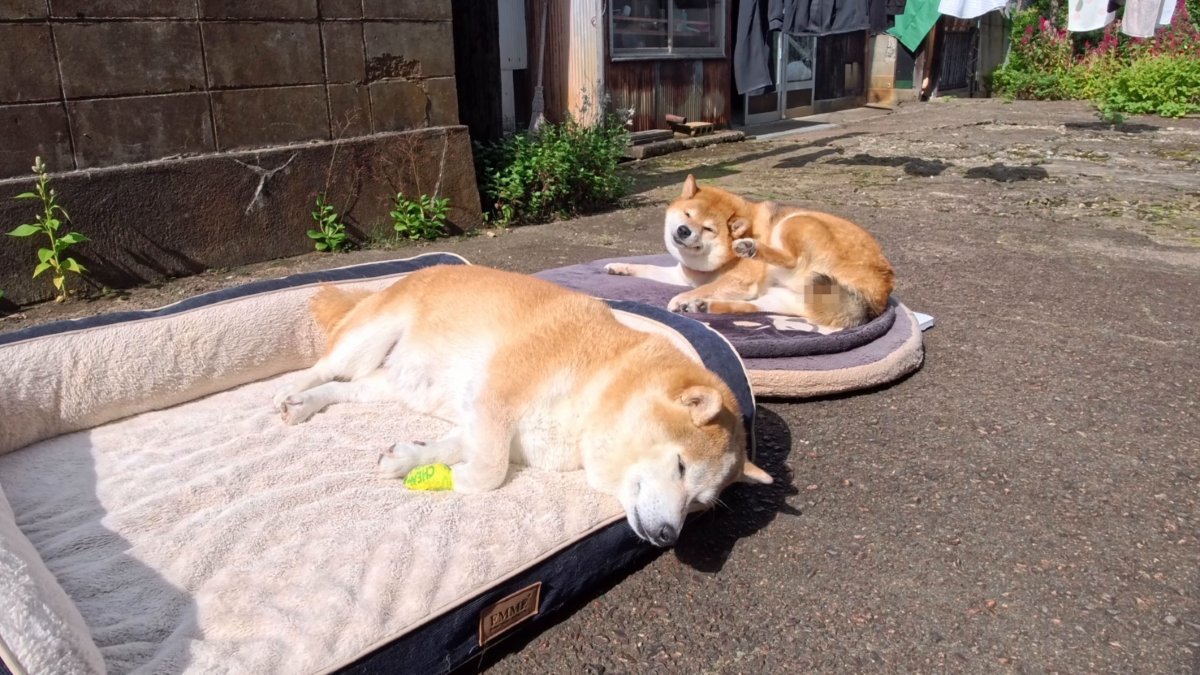 お昼寝捗る秋の日向ぼっこ #dog #shiba #犬 #柴犬 #丸柴 #犬のいる生活