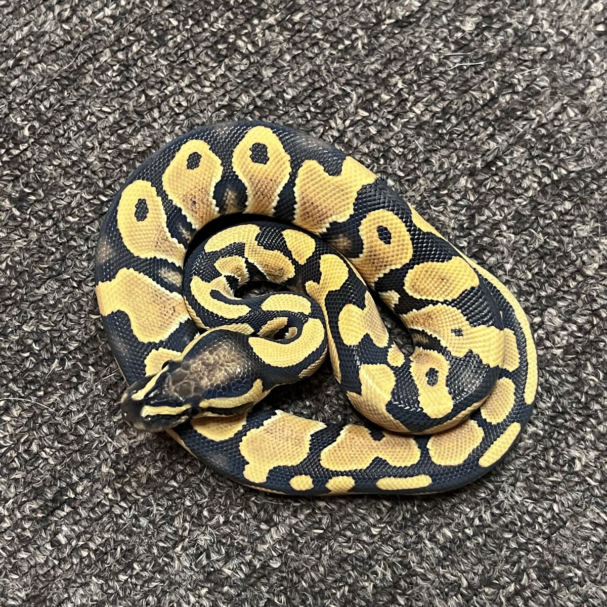 Ballpython_JP's tweet image. 販売個体  

デザートゴースト ♂ 

個体番号 D７４０　2025CB 

♂親：パステルタイガーデザゴ  

価格　33,000円（税込）

#ボールパイソン