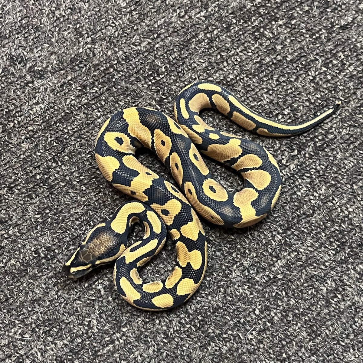 Ballpython_JP's tweet image. 販売個体  

デザートゴースト ♂ 

個体番号 D７４０　2025CB 

♂親：パステルタイガーデザゴ  

価格　33,000円（税込）

#ボールパイソン