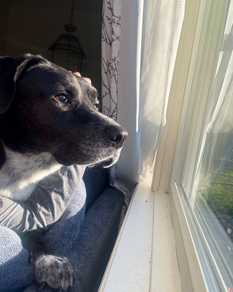 zedopup's tweet photo. People and squirrel watching is one of my favorite things to do 

#dogsoftwitter #DogsofX https://t.co/GUjxyS3ZVN