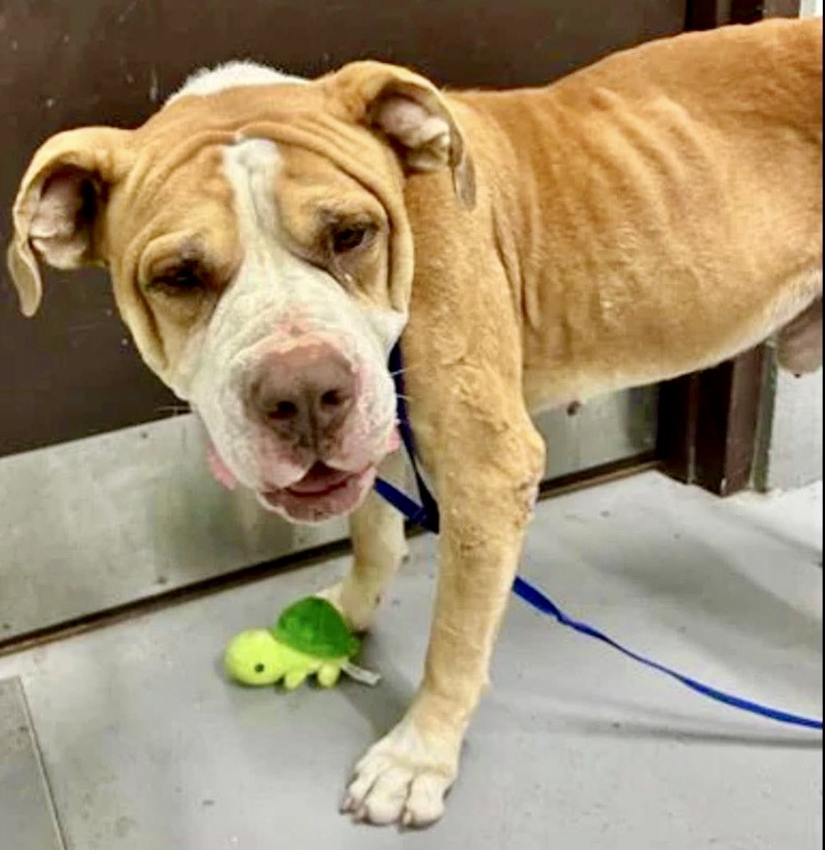 BUBBAS #A383779 6yo
Worthless owners took little BUBBAS to the park,then ran off &amp; left him😭
Little guy is scared,doesn't understand why his home is gone &amp; why these people might KILL him😕 
Adorable,gentle &amp; loving 
PLZ #ADOPT #FOSTER OR #PLEDGE FOR RESCUE ⛑️ #CORPUSCHRISTI