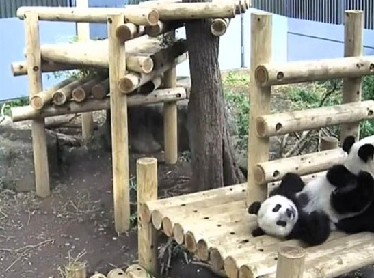 カメラ目線で笑みを浮かべ
母によるお尻チェックを受ける娘

※画像 2018年上野動物園LIVE配信より
＃東園時代を振り返る