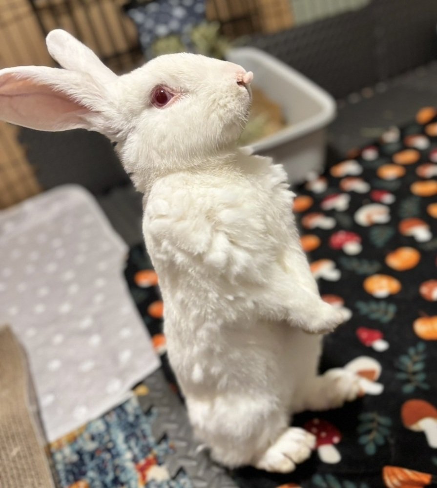 RabbitNetwork's tweet image. Nosey is lookin&apos; for his forever family! 👀 He&apos;s a friendly #bunny that is always eager to greet his foster family, and exchange pets for kisses. 🐇 Of course, some treats never hurt, either. Learn more: wagtopia.com/search/pet?id=… #adopt