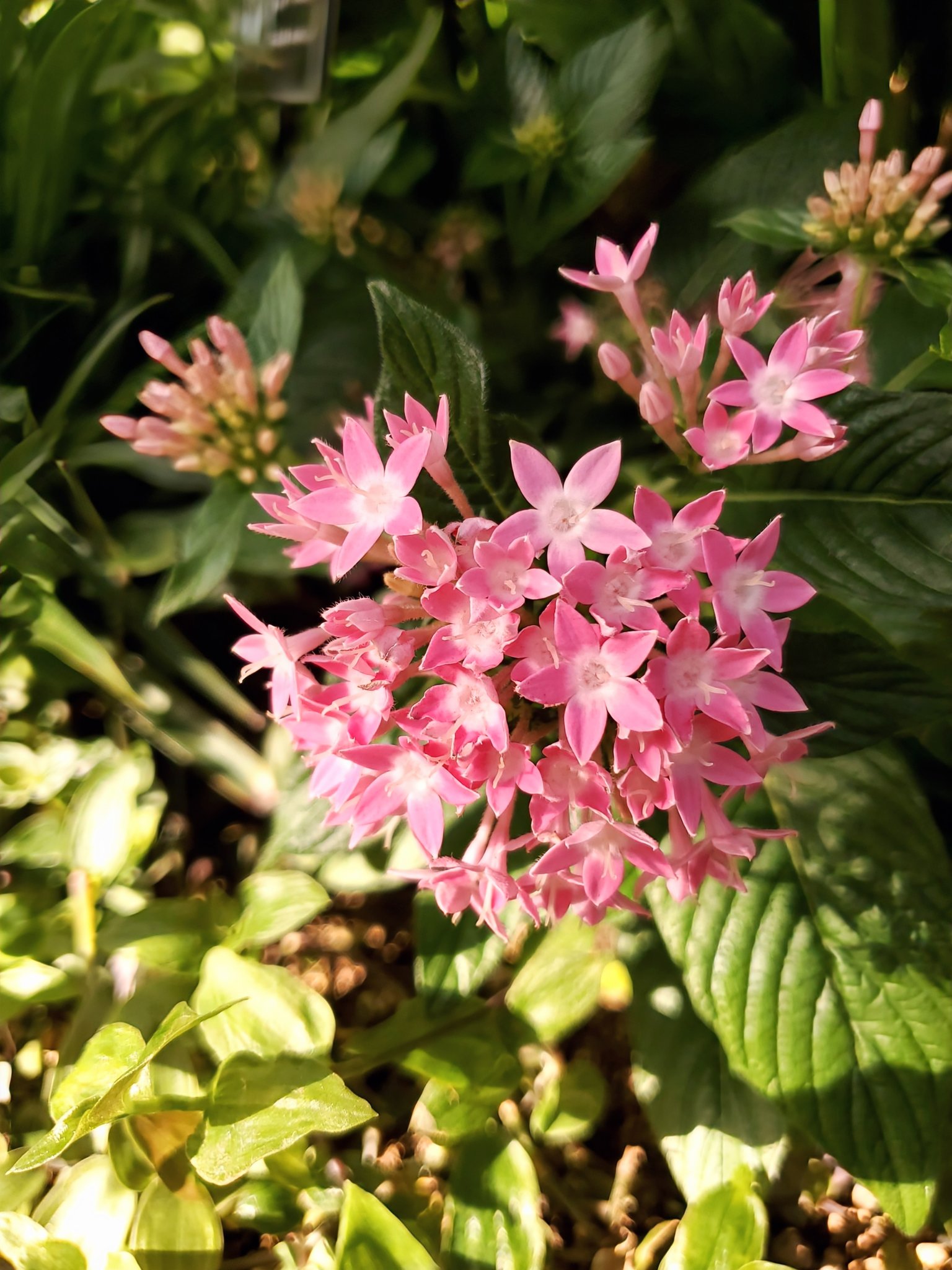 mayu*** (@mayu_r729) / X