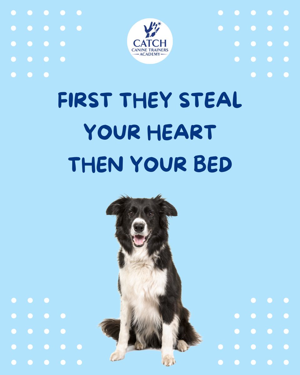 CATCHdogtrainer's tweet image. Dogs make every moment worth losing a little sleep. 💙
......
#CATCHCanineTrainersAcademy #DogTraining #DogTrainer #AnimalEducation