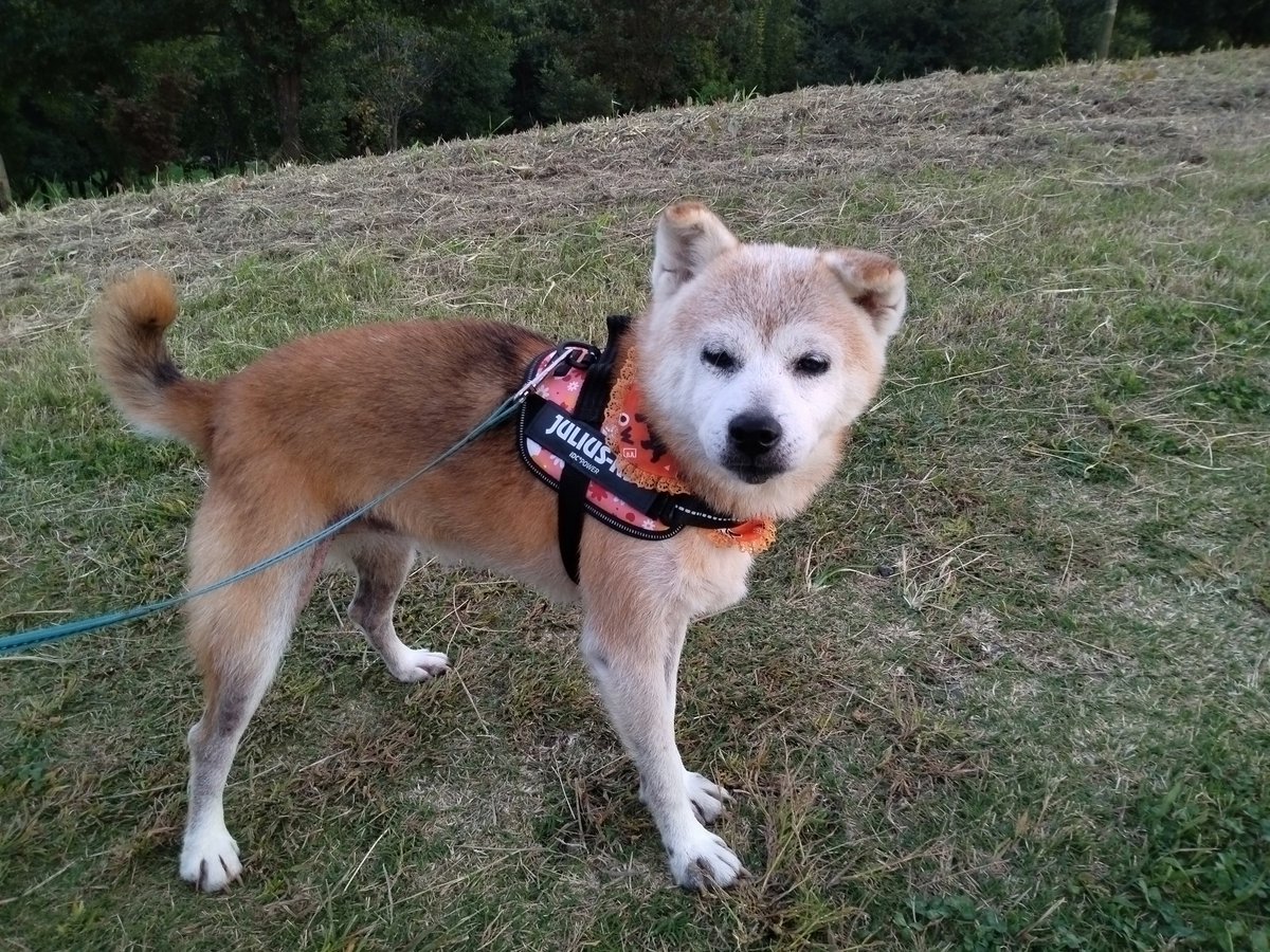 おはようございます☀

昨日の夕方の散歩は、足を伸ばして県立公園へ。久しぶりの公園で、クンクン止まず。築山も登り結構歩きました。疲れたのか、帰宅後はずっと寝てた小巻です。

今週もスタート✨
ボチボチ乗り切りましょう👍
