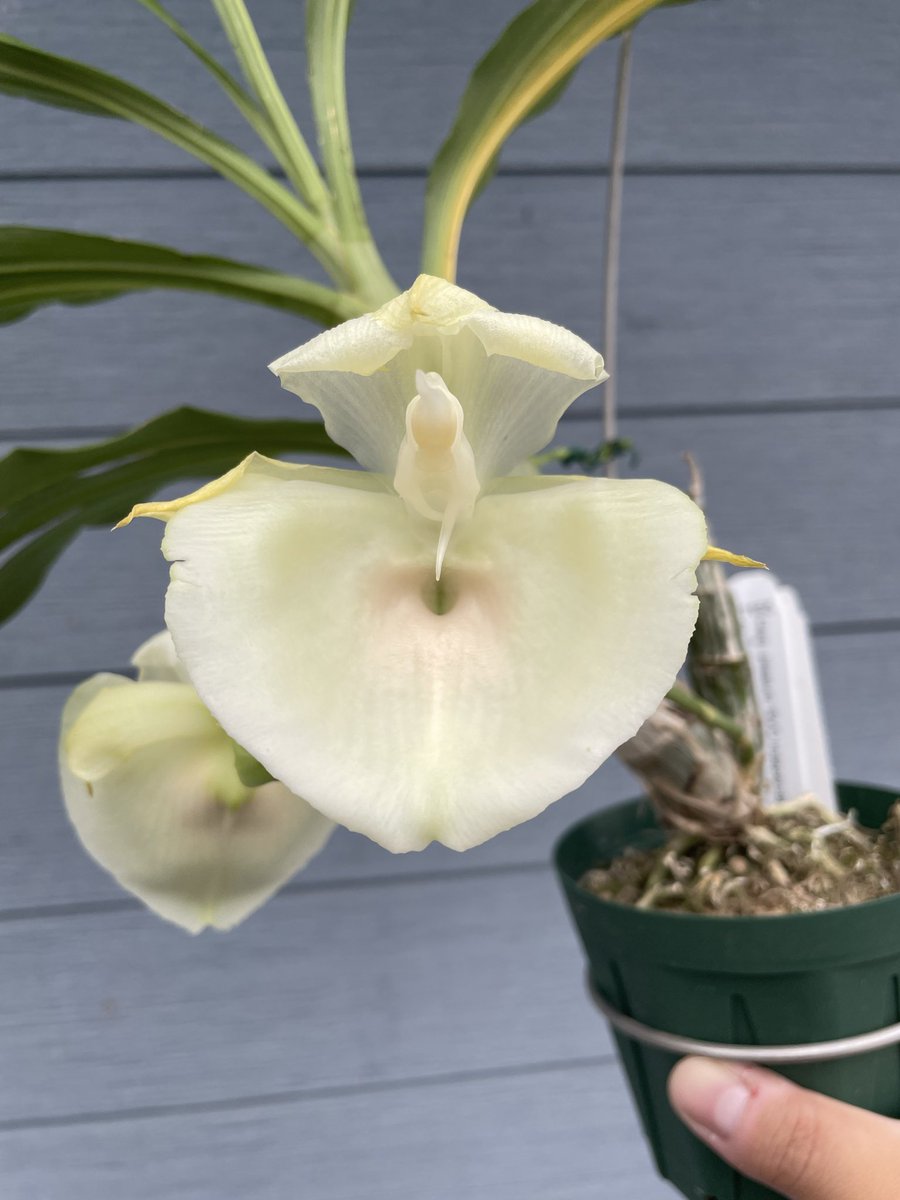 洋らん 洋蘭 タケノコ蘭 Cycd. Taiwan Orange 開花特大株 【公式通販】